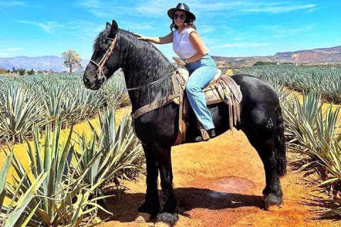 Aventura de un día al Pueblo Mágico de Tequila desde Puerto Vallarta — photo 2