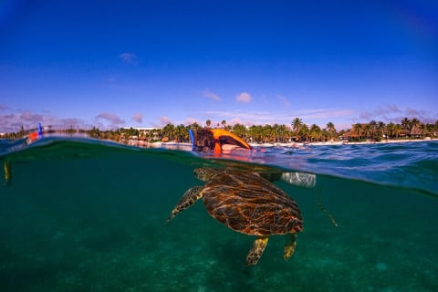 Nager avec les tortues d'Akumal — photo 2