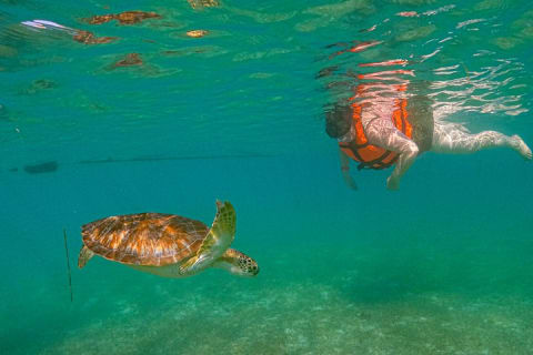 Nager avec les tortues d'Akumal — photo 3