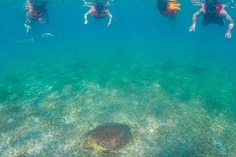 Nager avec les tortues d'Akumal — photo 4