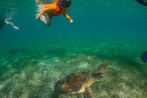 Nager avec les tortues d'Akumal — photo 5