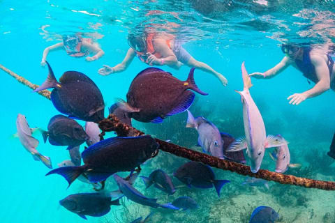 Nager avec les tortues d'Akumal — photo 6