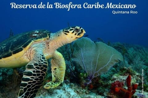 Nager avec les tortues d'Akumal — photo 12