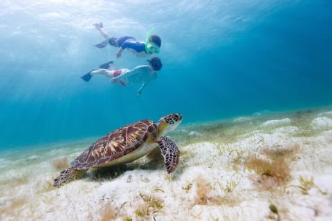 Akumal paradise tour Swimming with Turtles & ancient Tulum Ruins. Lunch included — photo 11