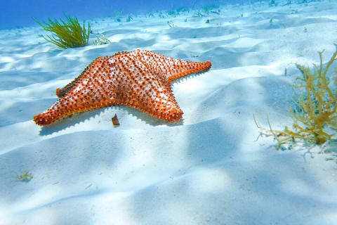 The most exciting Snorkel Tour at El Cielo reef. Discover the sky in the sea. — photo 6