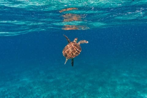 2-Hour Snorkeling in Two Spots of Tulum's Reef — photo 12