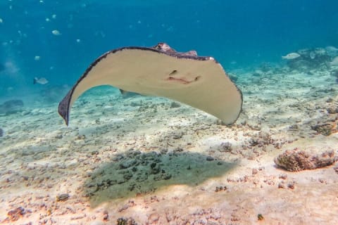 2-Hour Snorkeling in Two Spots of Tulum's Reef — photo 13