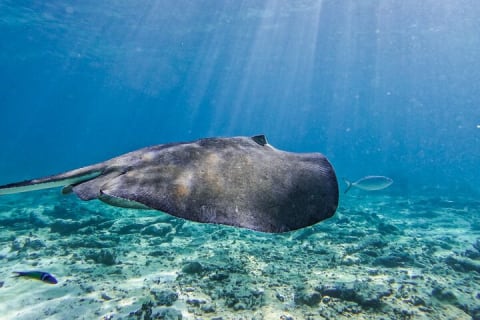 2-Hour Snorkeling in Two Spots of Tulum's Reef — photo 11