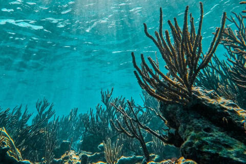 2-Hour Snorkeling in Two Spots of Tulum's Reef — photo 14