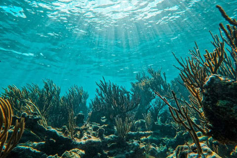 2-Hour Snorkeling in Two Spots of Tulum's Reef — photo 10