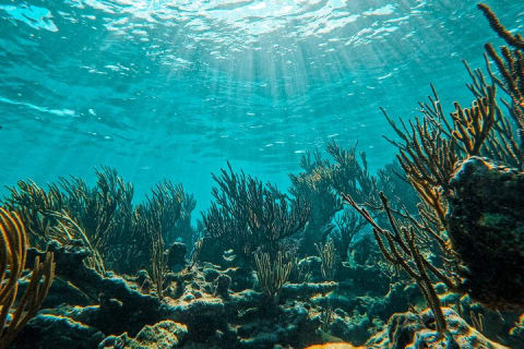 1.5 hours Snorkeling at Tulum's paradise reef — photo 14
