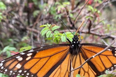 Réserve du papillon monarque : Piedra Herrada et le magique Valle de Bravo — photo 7