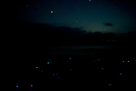 Holbox Kayak Bioluminescence Experience — photo 7