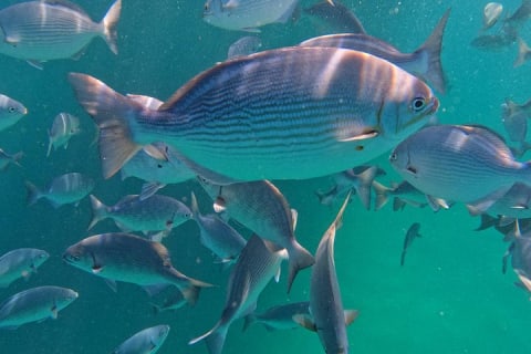 Snorkel, comida y paseo en velero en Cabo San Lucas — photo 14