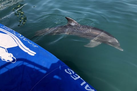 Rencontre avec des dauphins sauvages et aventure de snorkeling — photo 3