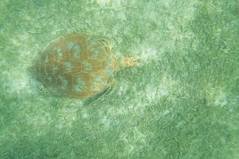 Full Day Tulum Ruins Tour with Cenote and Snorkeling Sea Turtles — photo 9