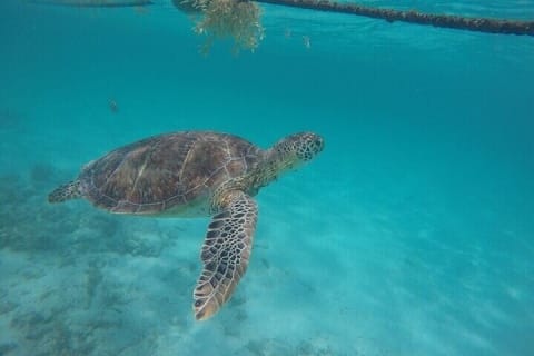 Full Day Tulum Ruins Tour with Cenote and Snorkeling Sea Turtles — photo 8