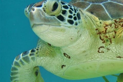 Full Day Tulum Ruins Tour with Cenote and Snorkeling Sea Turtles — photo 7