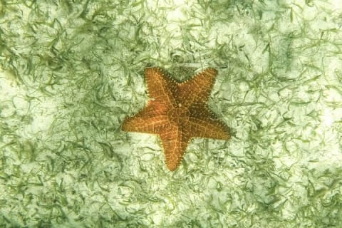 Half Day Semiprivate Snorkeling with Turtles and Majestic Cenote — photo 12