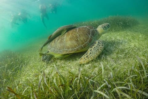 Half Day Semiprivate Snorkeling with Turtles and Majestic Cenote — photo 10