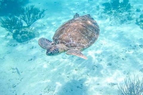 Half Day Semiprivate Snorkeling with Turtles and Majestic Cenote — photo 13