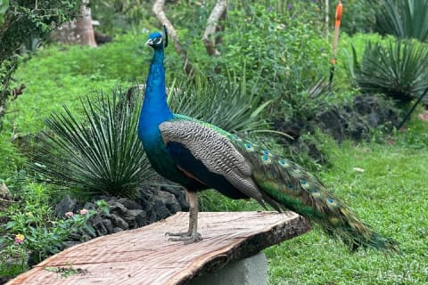 Visite d’une journée du Jardin botanique de Puerto Vallarta — photo 1
