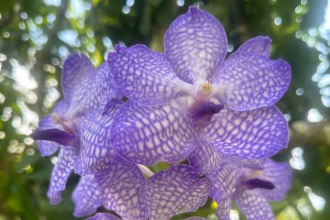Visite d’une journée du Jardin botanique de Puerto Vallarta — photo 3