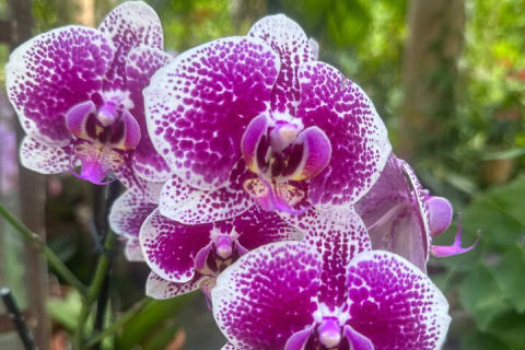 Visite d’une journée du Jardin botanique de Puerto Vallarta — photo 7