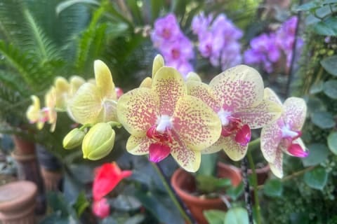 Visite d’une journée du Jardin botanique de Puerto Vallarta — photo 9