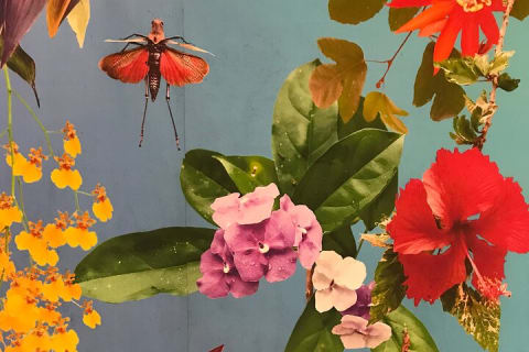 Visite d’une journée du Jardin botanique de Puerto Vallarta — photo 10