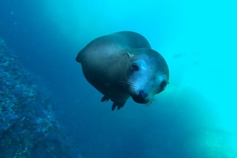 Île Espiritu Santo et lions de mer — photo 2