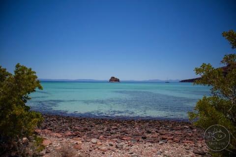 Île Espiritu Santo et lions de mer — photo 8