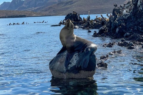 Île Espiritu Santo et lions de mer — photo 9