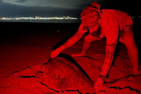 Patrol and Night Encounter with Sea Turtles — photo 2
