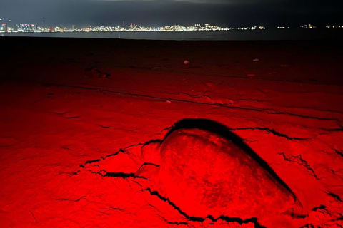 Patrol and Night Encounter with Sea Turtles — photo 6