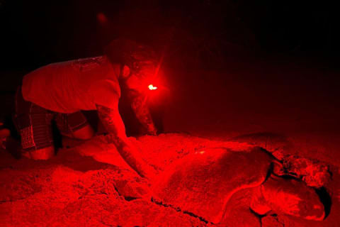 Patrol and Night Encounter with Sea Turtles — photo 7