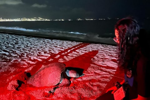 Patrol and Night Encounter with Sea Turtles — photo 9