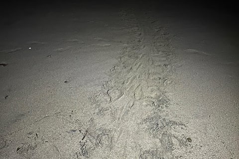 Patrol and Night Encounter with Sea Turtles — photo 10