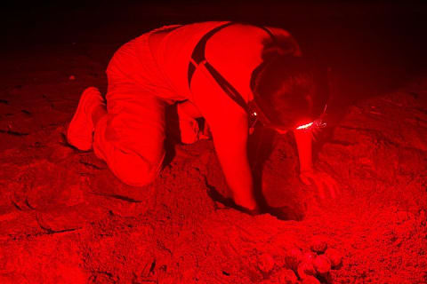 Patrol and Night Encounter with Sea Turtles — photo 13