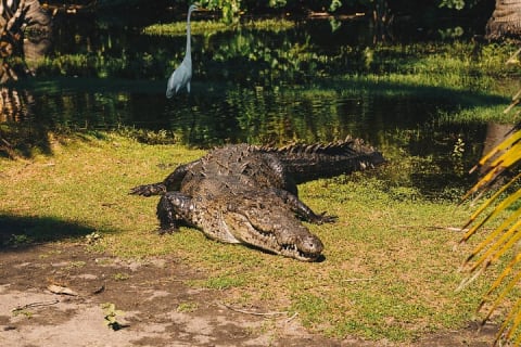 Turtle Release Escobilla Sanctuary and crocs in Ventanilla. — photo 9