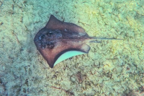 Tour to Tulum and Cenote Swimming with Turtles from Tulum — photo 11