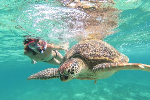 Turtle and Reef Sanctuary Snorkeling — photo 1