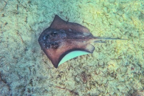 Day Tour: Tulum Cenote and Swimming with Turtles From Cancun — photo 11