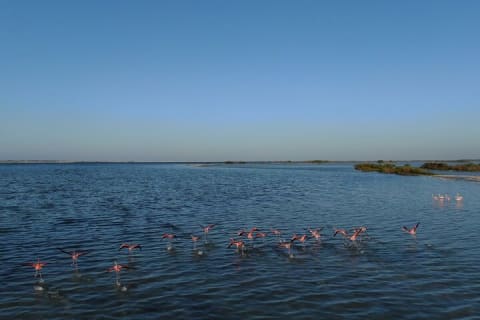 From Cancun: Safari in Rio Lagartos, Coloradas and Mayan Bath — photo 9