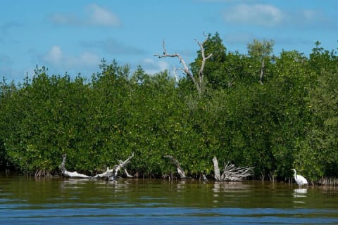 From Cancun: Rio Lagartos, Coloradas and Mayan Bath — photo 10