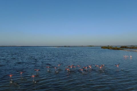 From Cancun: Rio Lagartos, Coloradas and Mayan Bath — photo 7