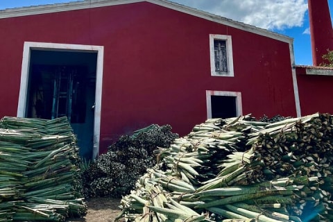 Descubre Yucatán: Motul, hacienda, lago rosa, ruinas y Progreso — photo 6