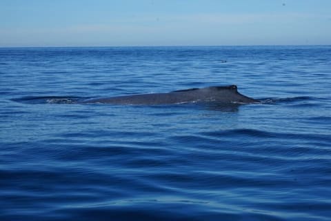Avistamiento privado de ballenas en Puerto Vallarta de 3 horas — photo 12