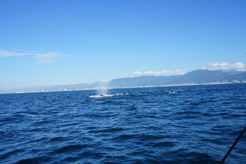 Avistamiento privado de ballenas en Puerto Vallarta de 3 horas — photo 9