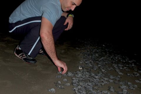Camp des tortues à Puerto Vallarta : lâcher de bébés tortues et pontes de femelles — photo 9